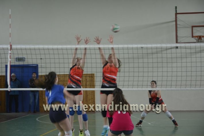 volley _1ogel-kassandra125